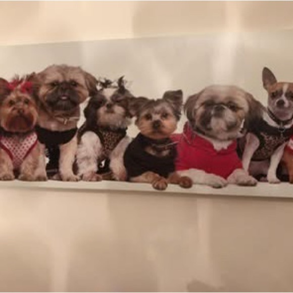 Charming Canine Photography Art Print - Picture 2 of 2